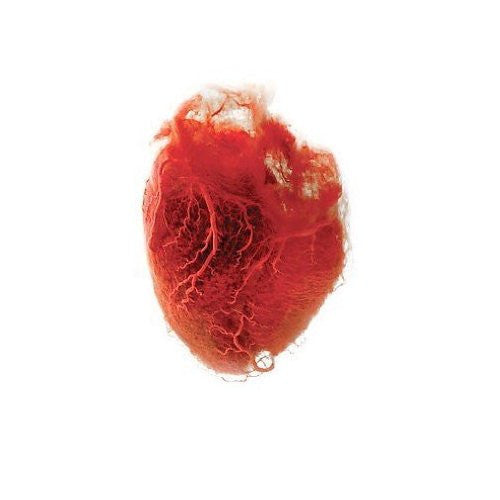 Akron/Family : Love Is Simple (CD, Album)