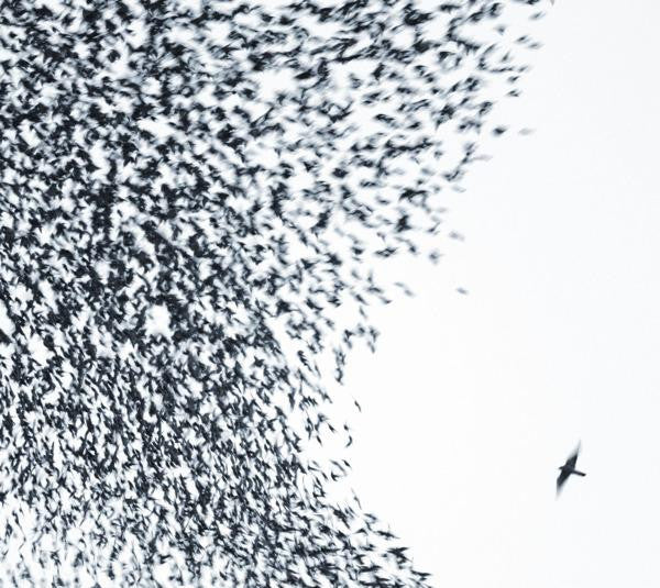 Wilco : Sky Blue Sky (CD, Album, Enh)